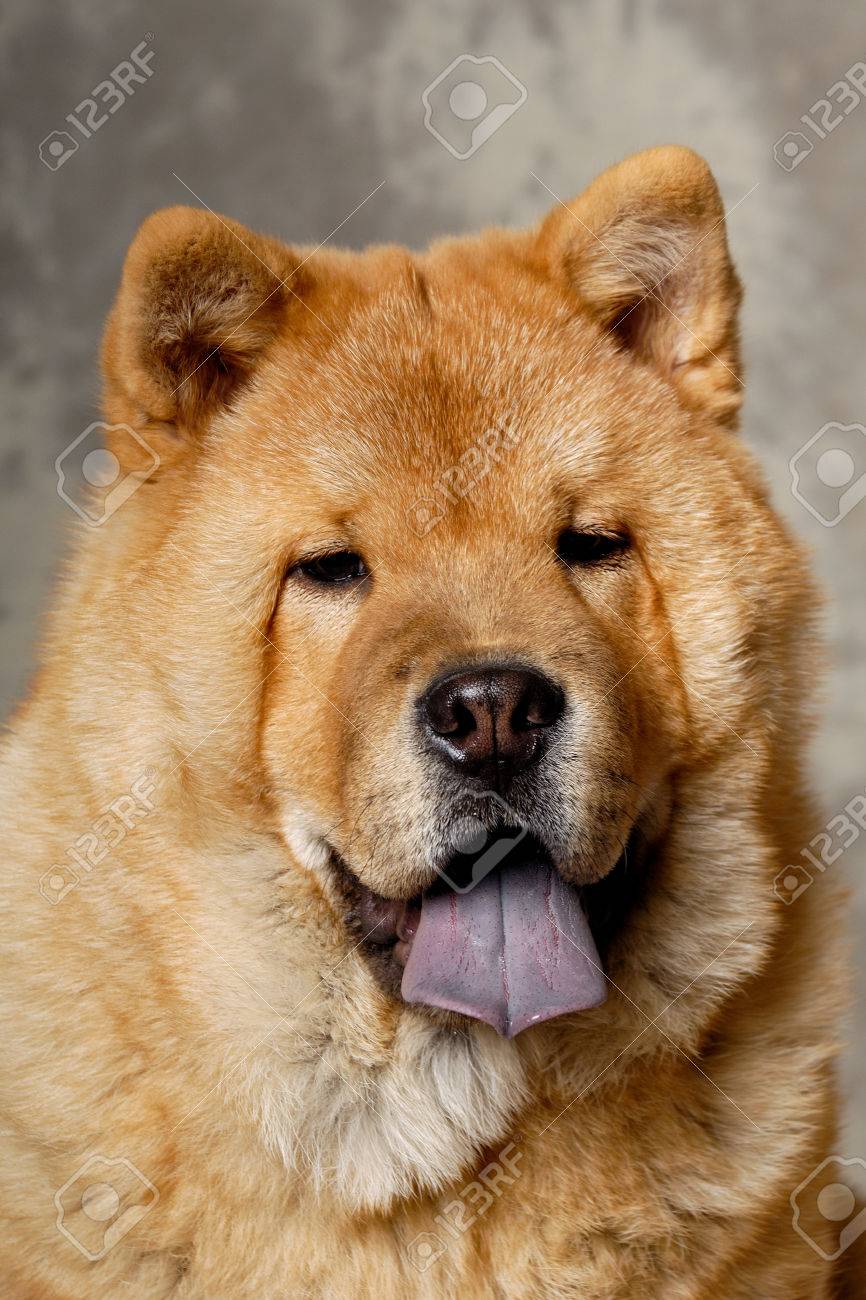 チャウチャウ犬の顔 の写真素材 画像素材 Image