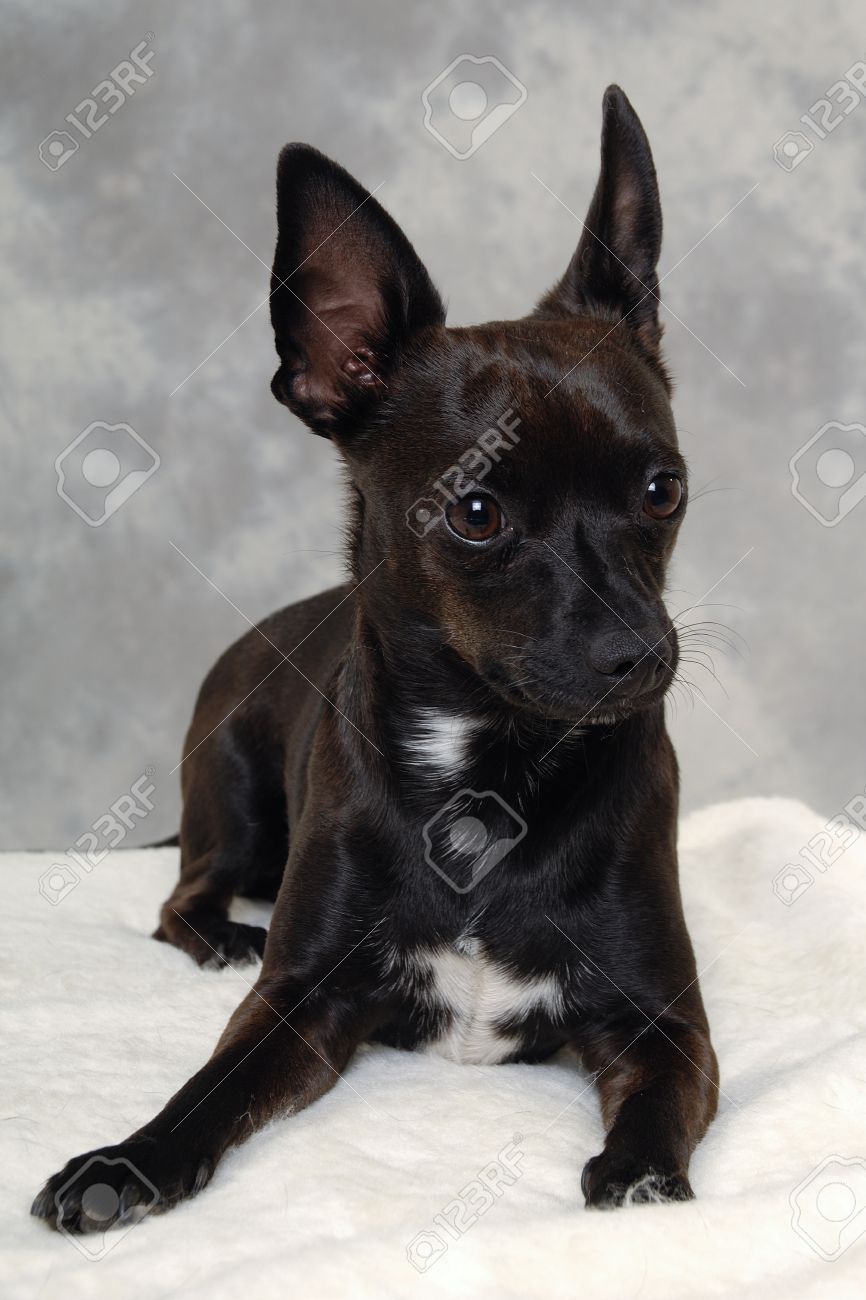 black min pin chihuahua mix