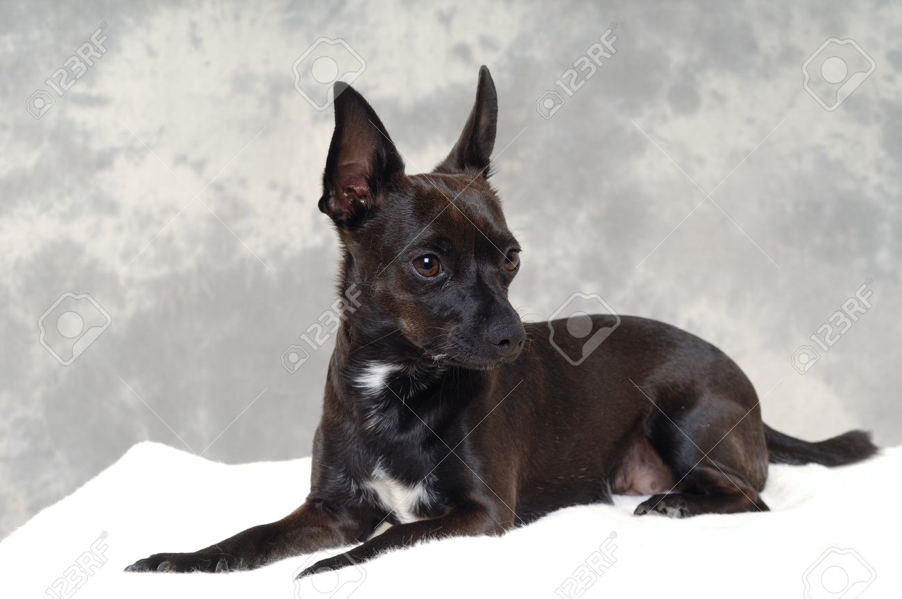 black min pin chihuahua mix