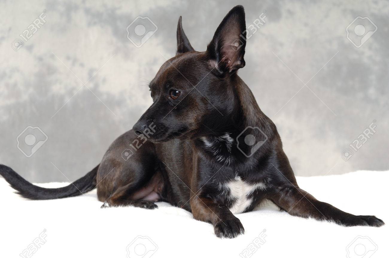 black min pin chihuahua mix