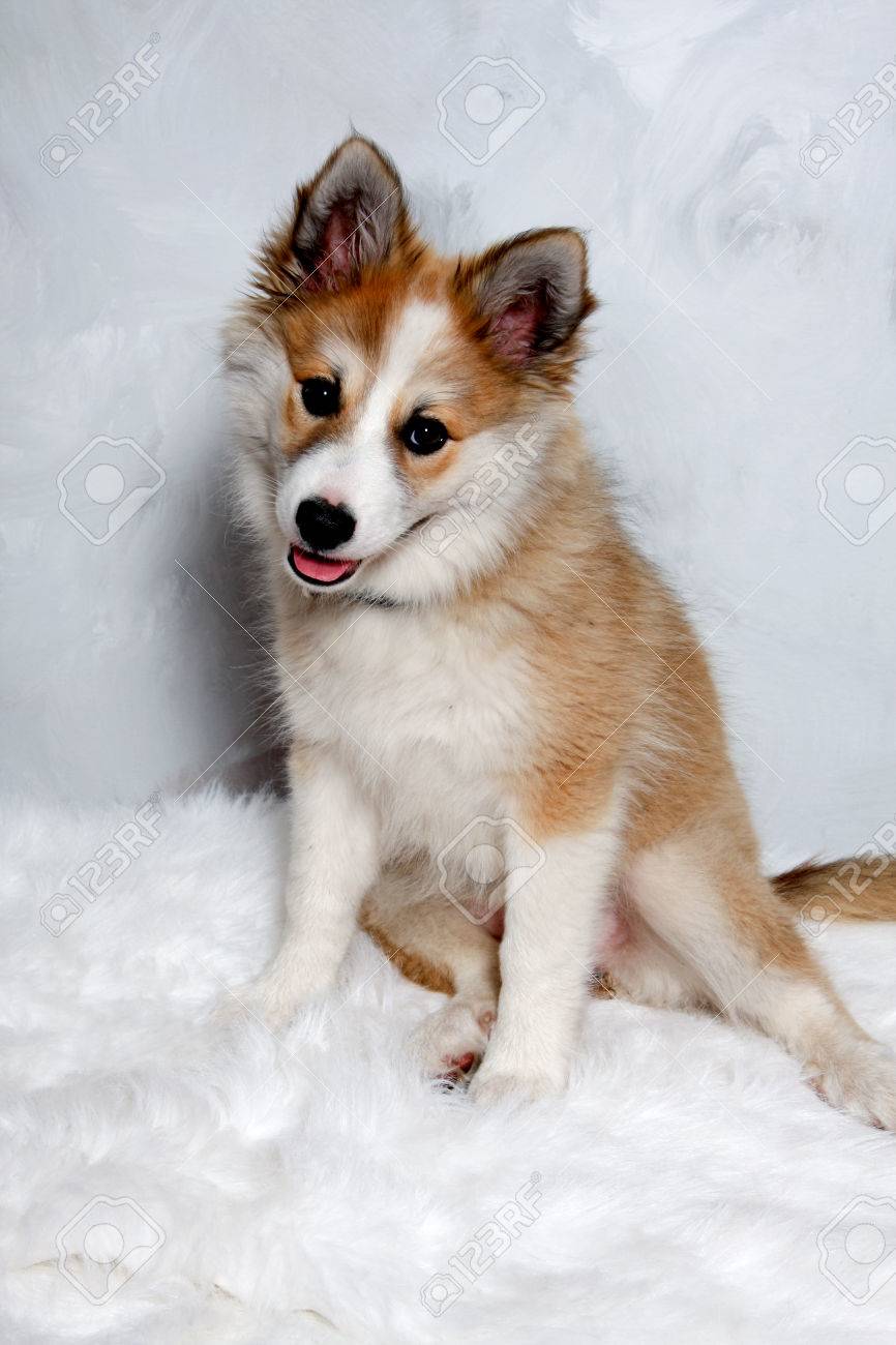 ノルウェーの Lundhund 犬が座っていると見ています 何人かの人々 はまたそれにノルウェー パフィン ドッグを呼び出します の写真素材 画像素材 Image