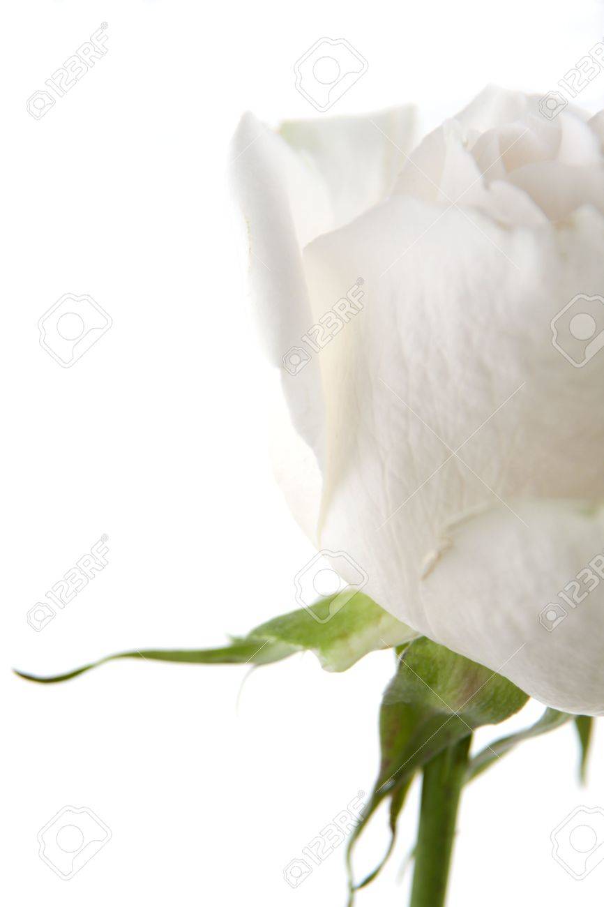 La Moitié Dune Rose Blanche Fleur