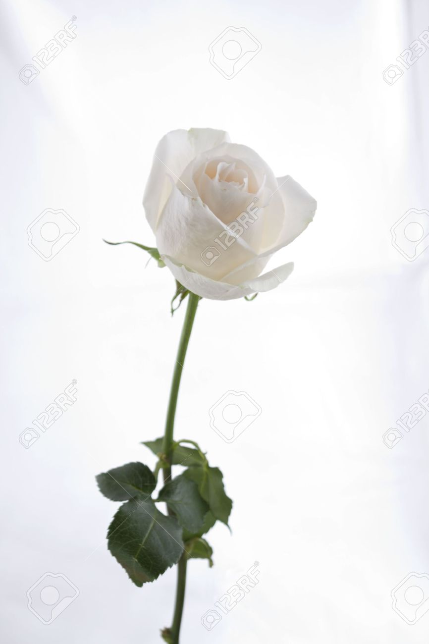 long stem white rose