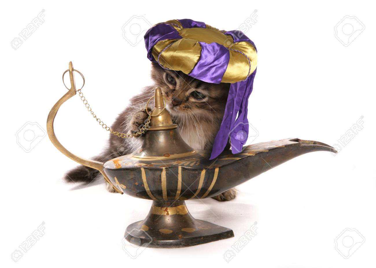 genie cat