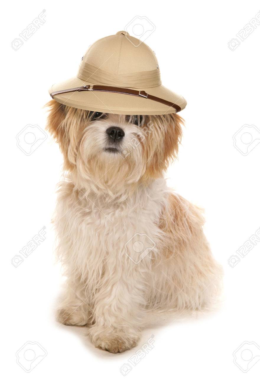 dog safari hat