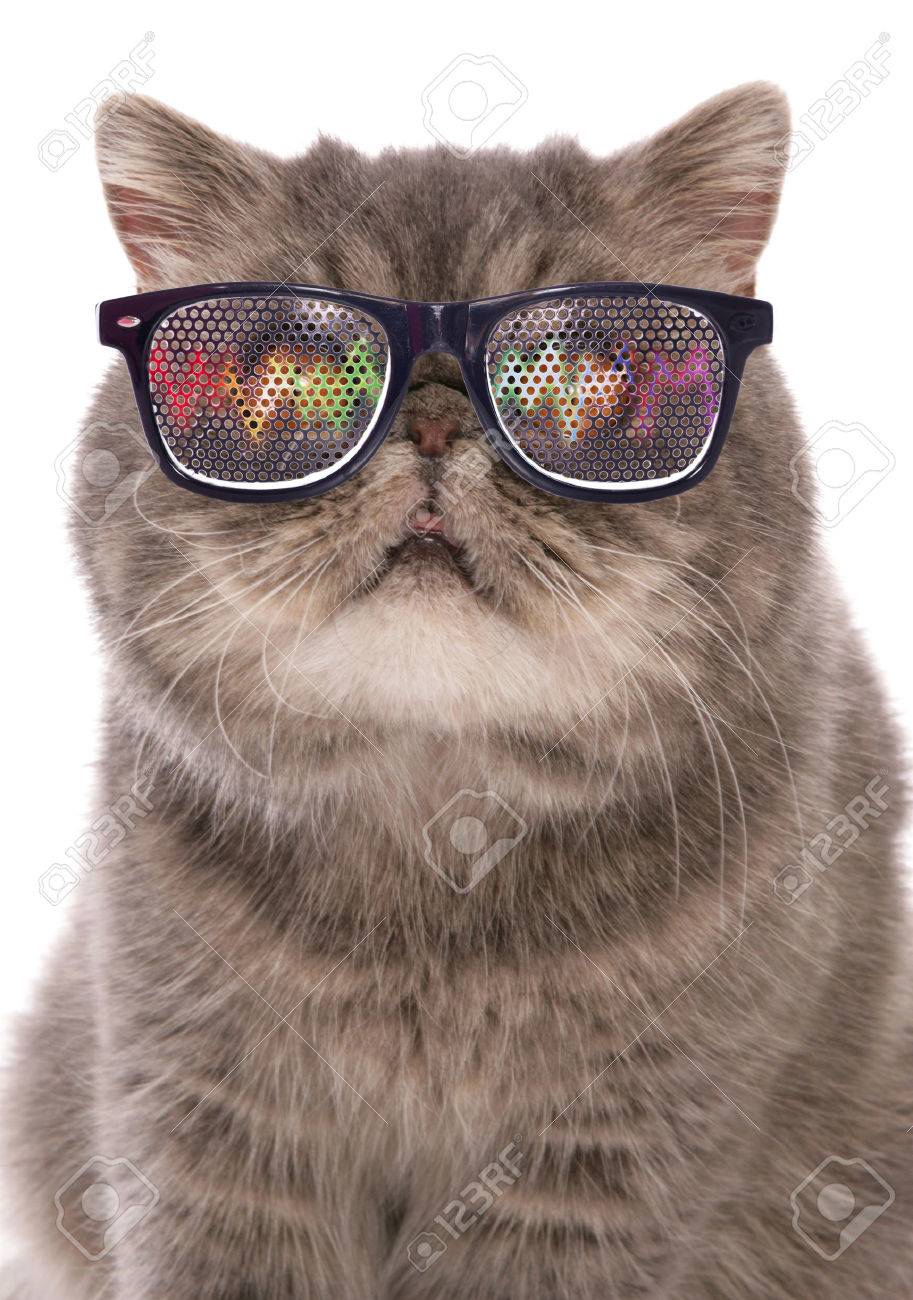 Blue Classic Tabby Exotic Shorthair With Raving Glasses Cutout