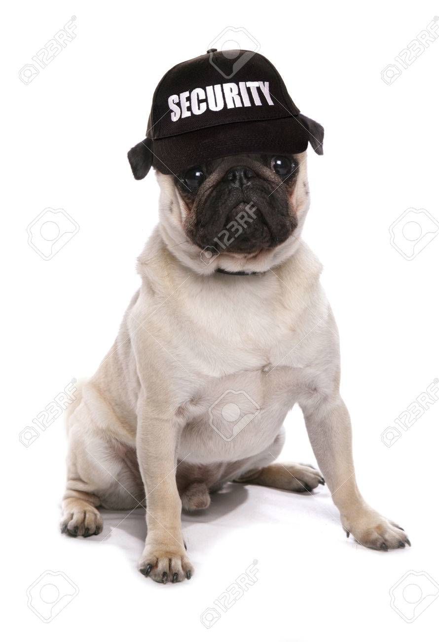 glucose control dog food