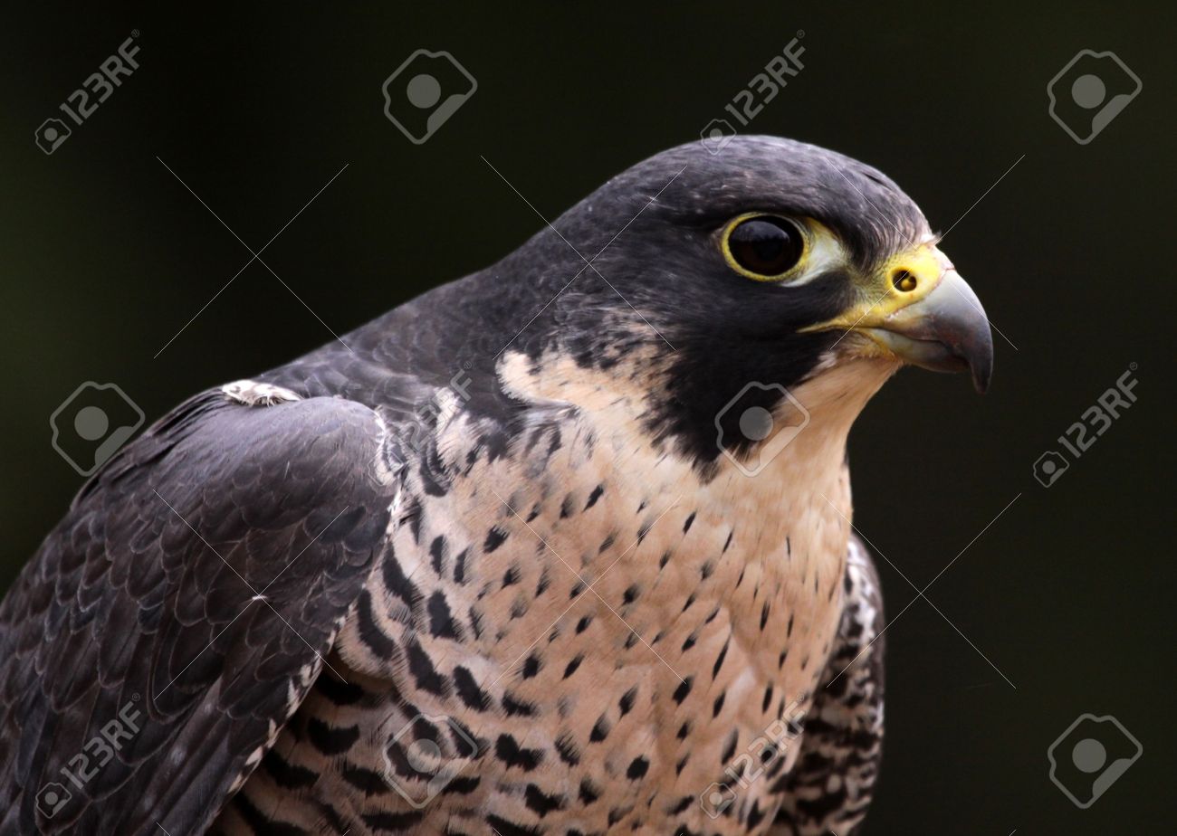 ハヤブサ (ファルコ Peregrinus) の顔のクローズ アップ。 これらの鳥