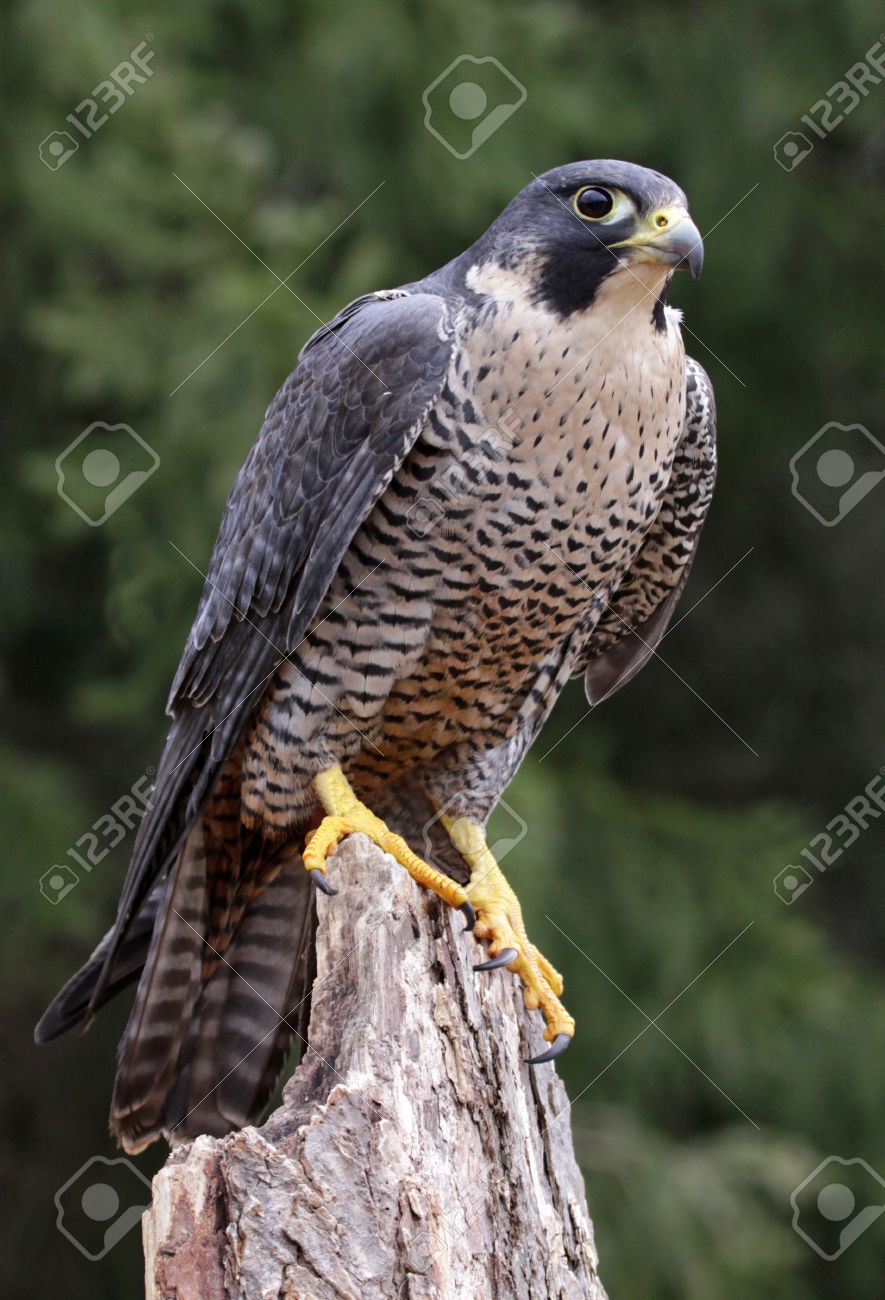 Un Falco Pellegrino Falco Peregrinus Arroccato Su Un Ceppo Questi Uccelli Sono Gli Animali Più Veloci Del Mondo