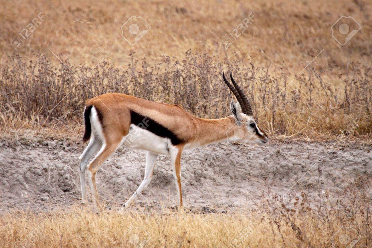 gazelle adulte