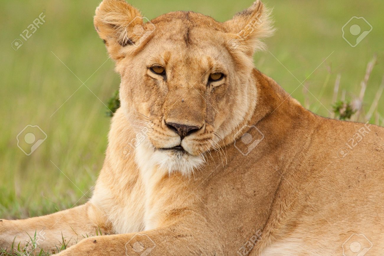 Lioness adult Porno photos Lioness adult