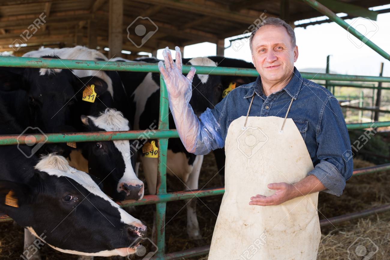 artificial insemination cattle
