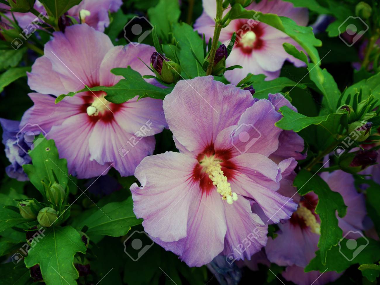 Flor De Hibisco Roxo Com Botoes Fotos Retratos Imagenes Y Fotografia De Archivo Libres De Derecho Image 69343079