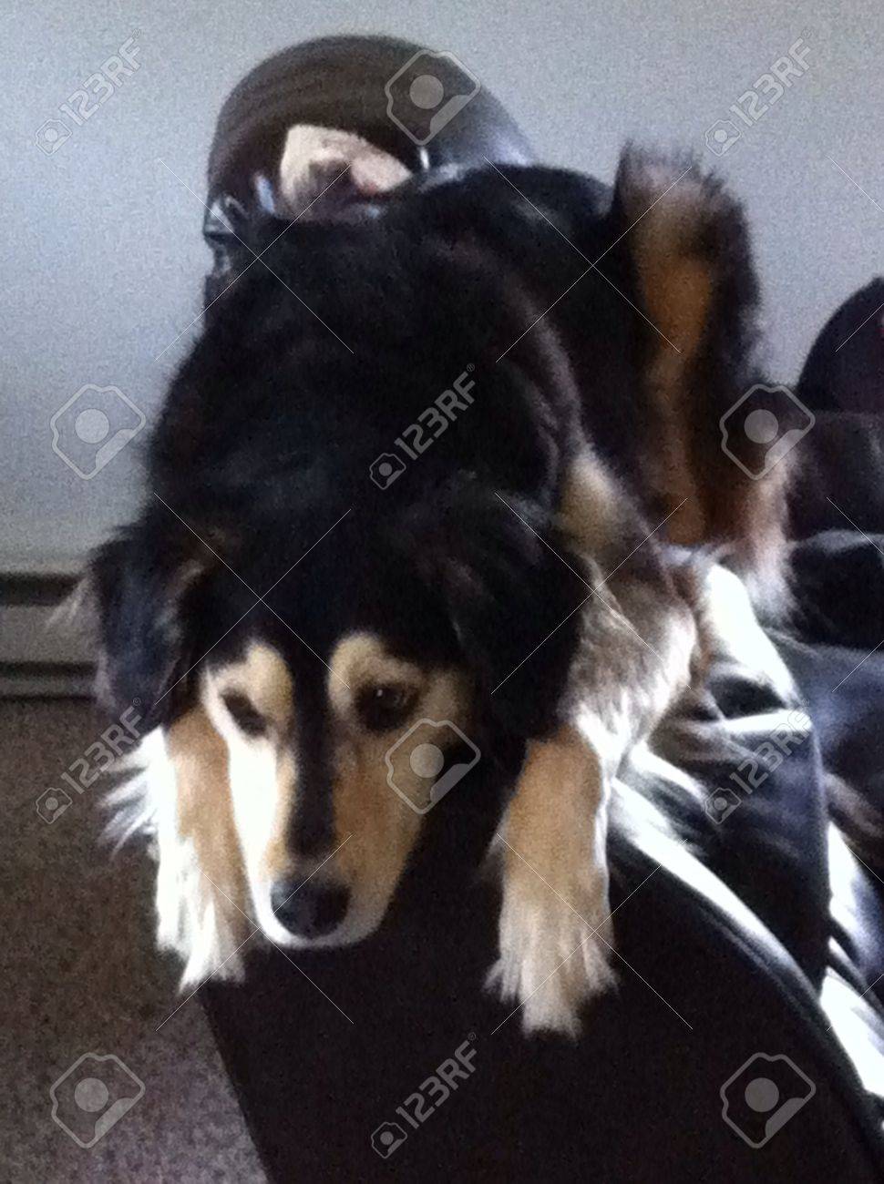 Mon Chien Lila Pense Quelle Est Un Chat Parfois Attrapée Sur Le Dos Du Canapé Pour Quelle Puisse Voir à Lextérieur Mieux