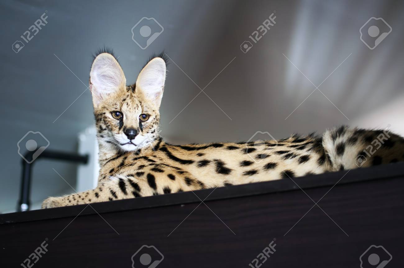 male serval cat leptailurus serval sitting on top of cupboard serval pet size