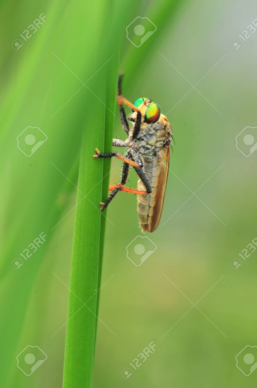 あぶ の写真素材 画像素材 Image