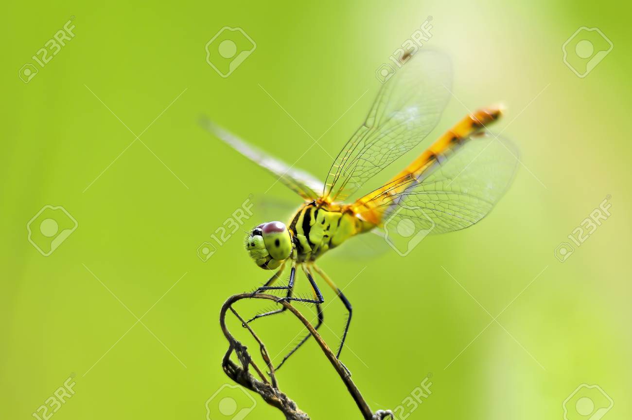 etiam-dictum-ipsum-a-felis