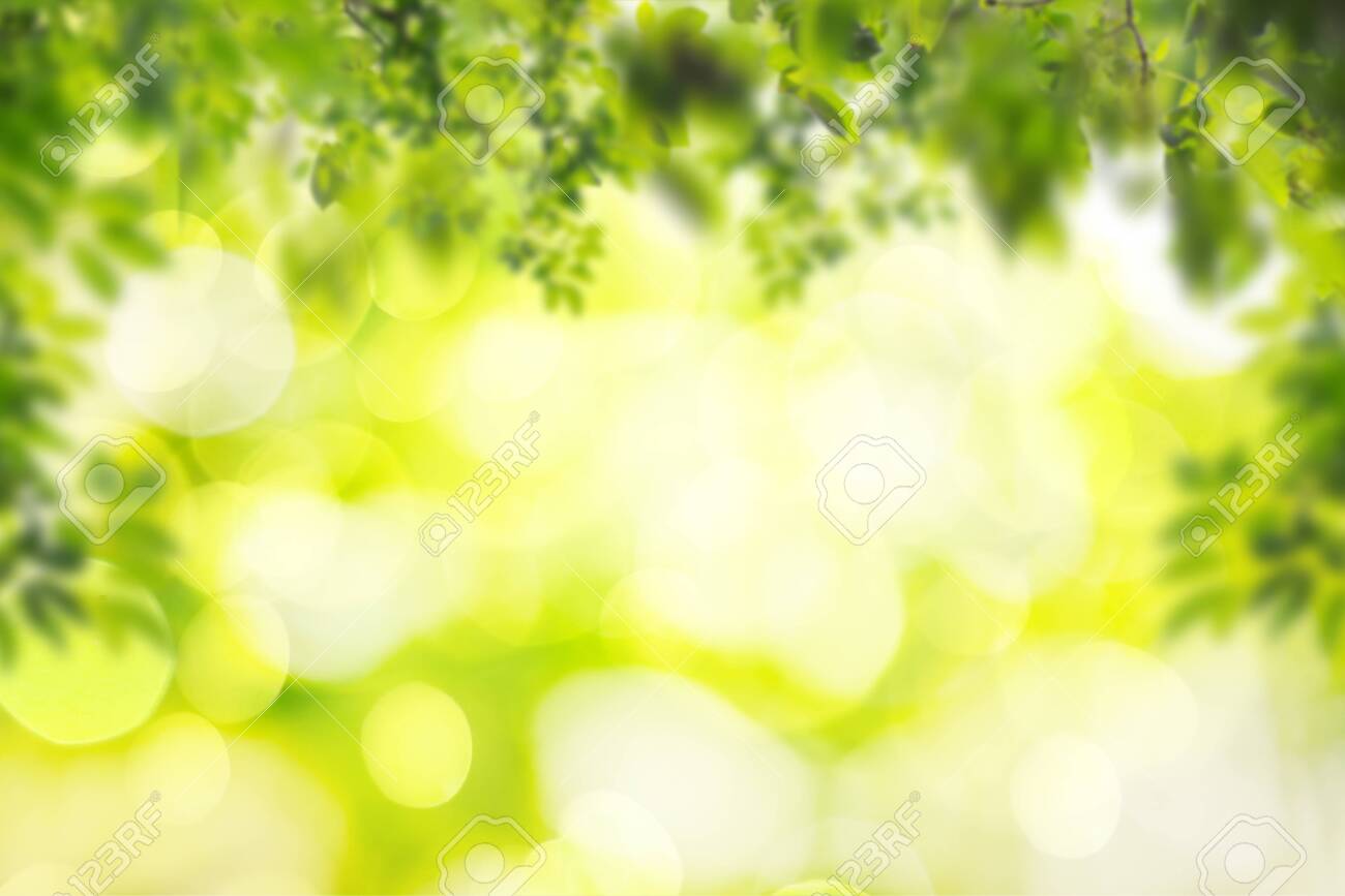 Green leaf on blurred greenery background in garden with copy space using as background natural green plants landscape, ecology, fresh wallpaper concept. - 148651910 Green leaf on blurred greenery background in garden with copy space using as background natural green plants landscape, ecology, fresh wallpaper concept. - 148651910