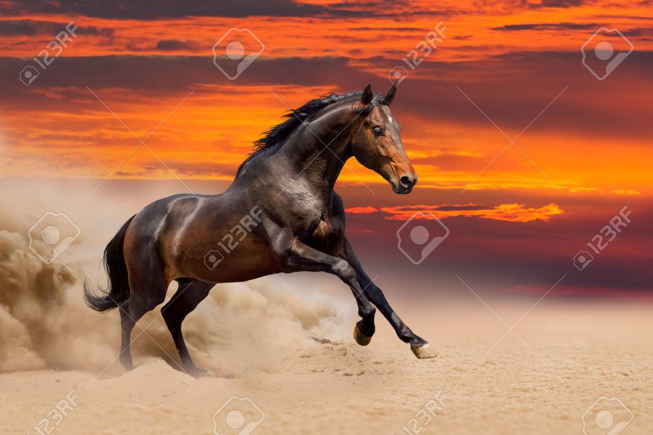 美しい馬のフリー ランニング の写真素材 画像素材 Image 美しい馬のフリー ランニング の写真素材 画像素材 Image