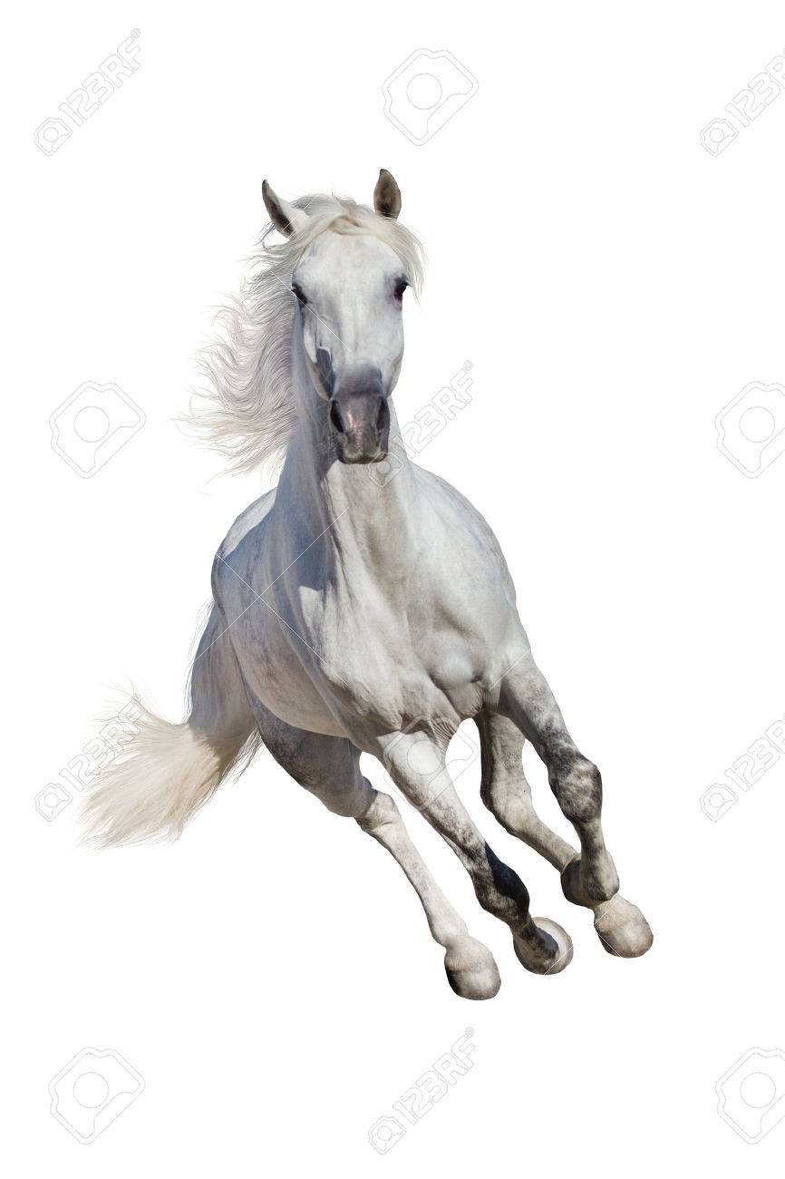 Cheval Blanc Andalou Avec Longue Criniere Galop Isole Sur Fond Blanc Banque D Images Et Photos Libres De Droits Image