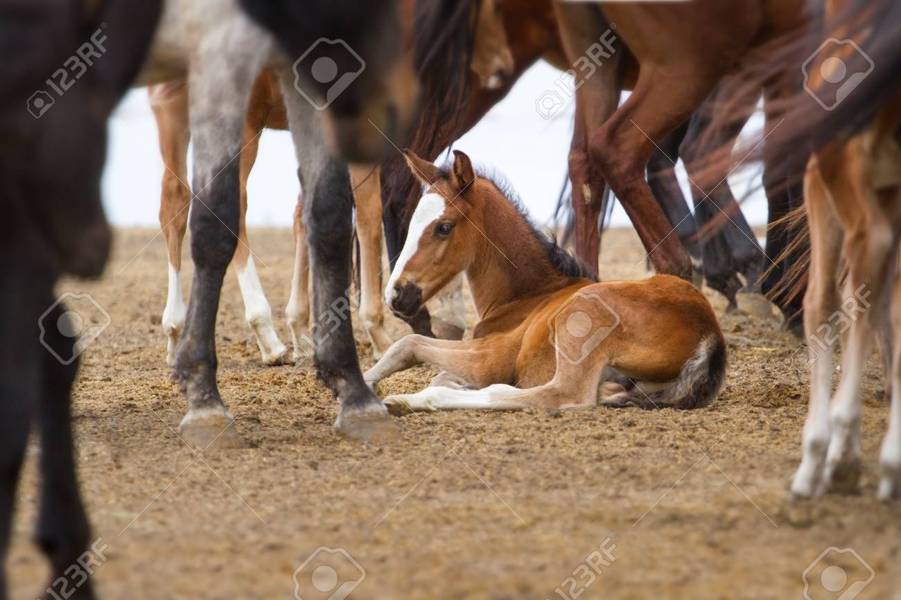 etiam-dictum-ipsum-a-felis