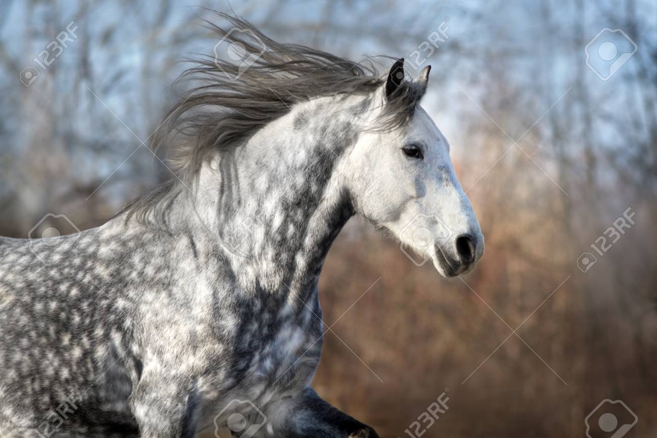 cheval gris clair