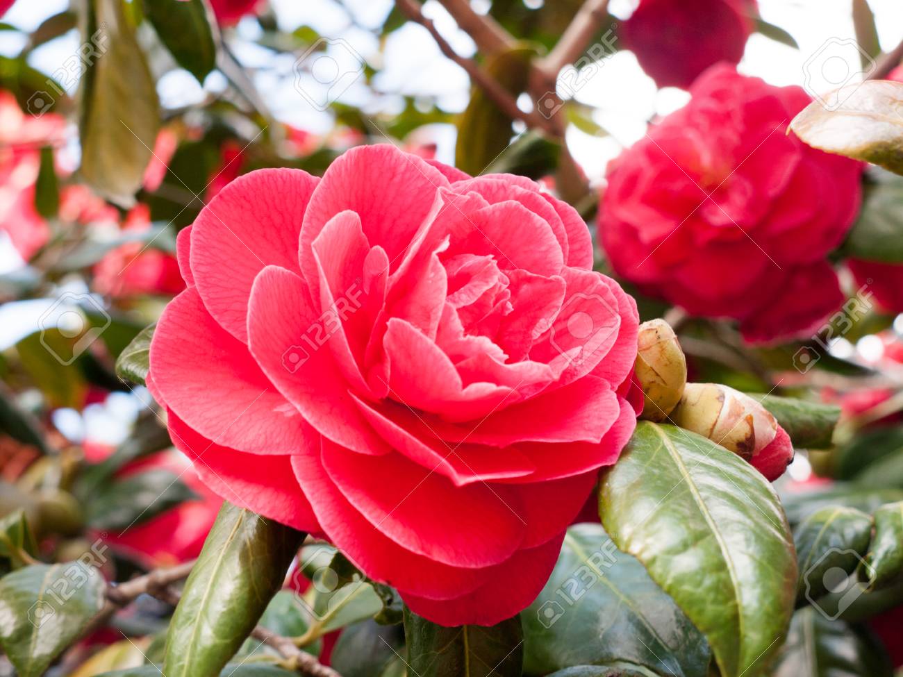 etiam-dictum-ipsum-a-felis