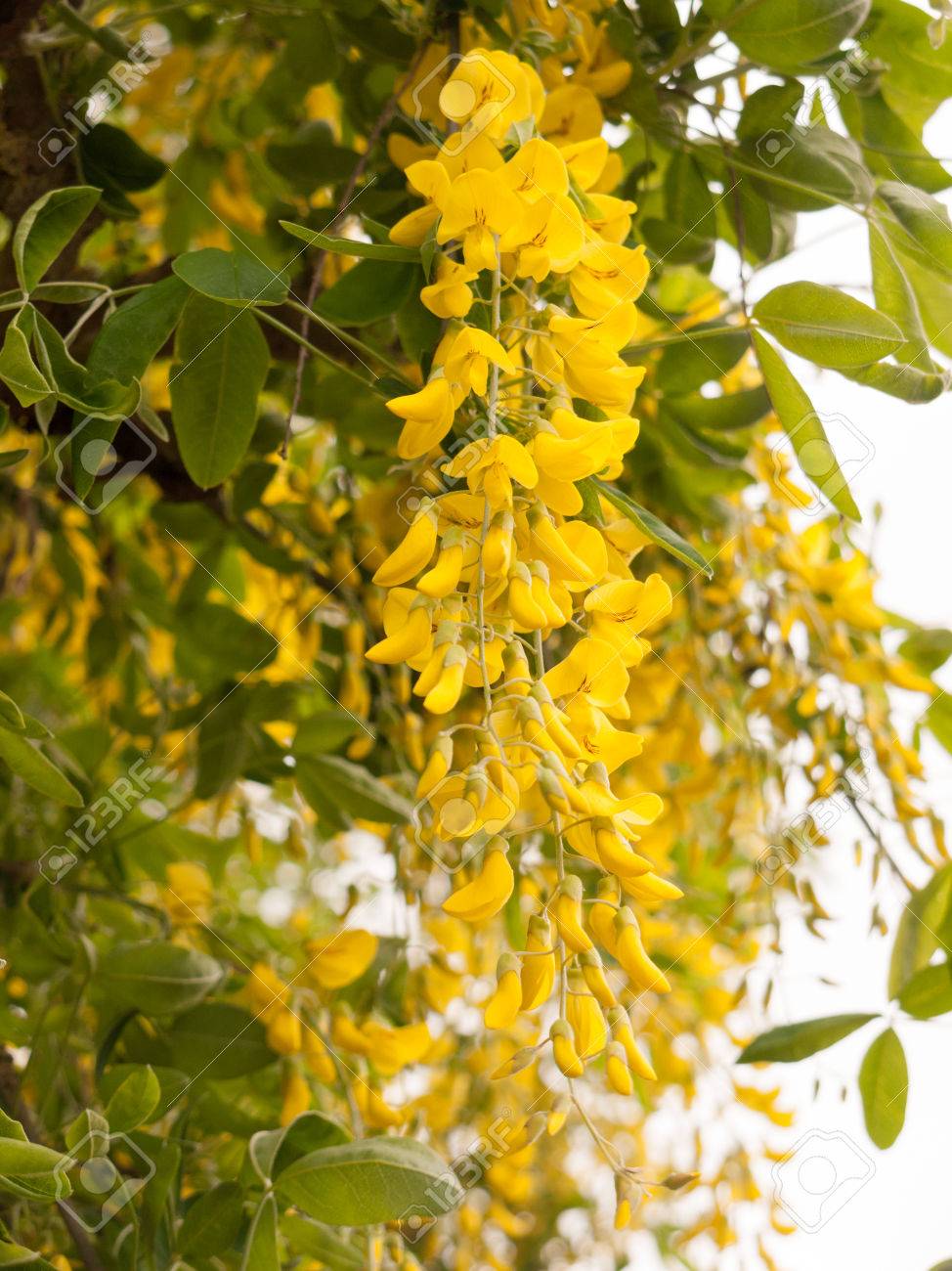 Merveilleuses Têtes De Fleurs Jaunes Sur Un Arbre à Lextérieur Au Printemps Macro