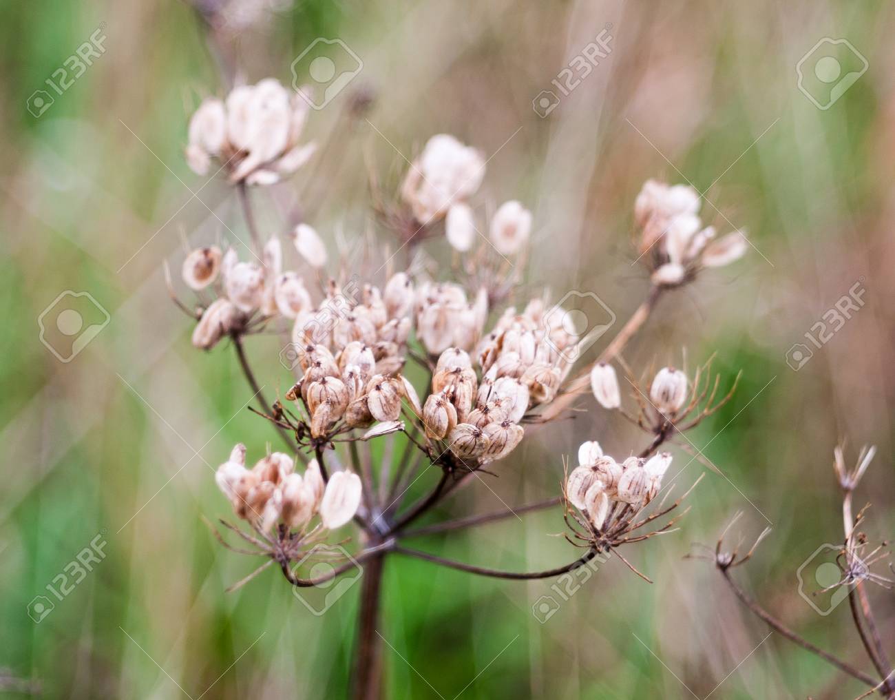 美しいデッド Umbellifer 植物の頭花のクローズ アップの野生セリ科の種子イギリス イギリス の写真素材 画像素材 Image