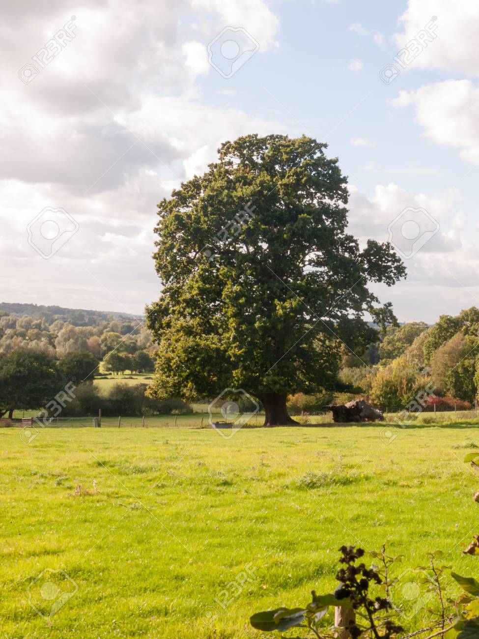 Beautiful Country Side Scene With Grass Lawn Hills And Trees Day; Essex;  England; UK Stock Photo, Picture and Royalty Free Image. Image 87211707., image size:975x1300