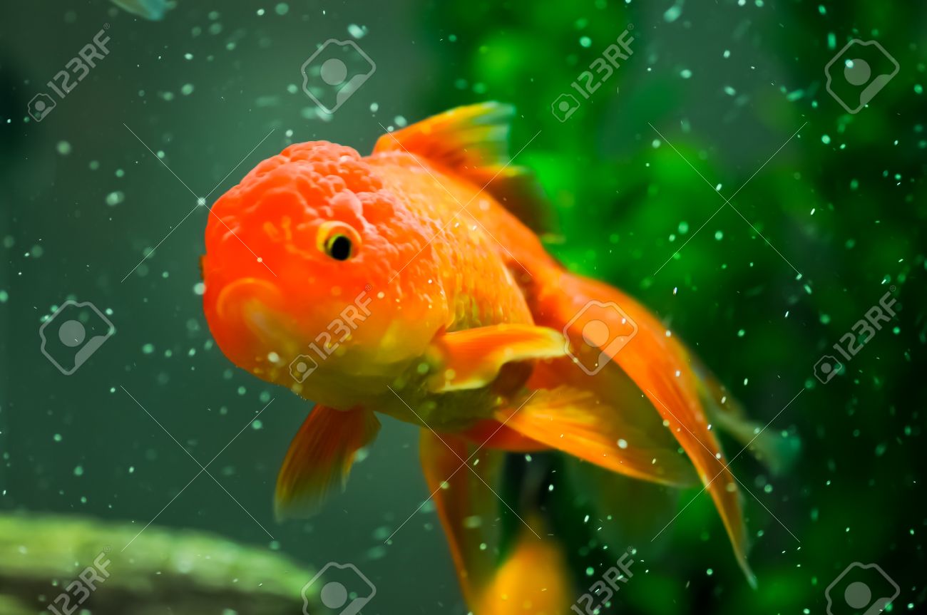 oranda goldfish aquarium