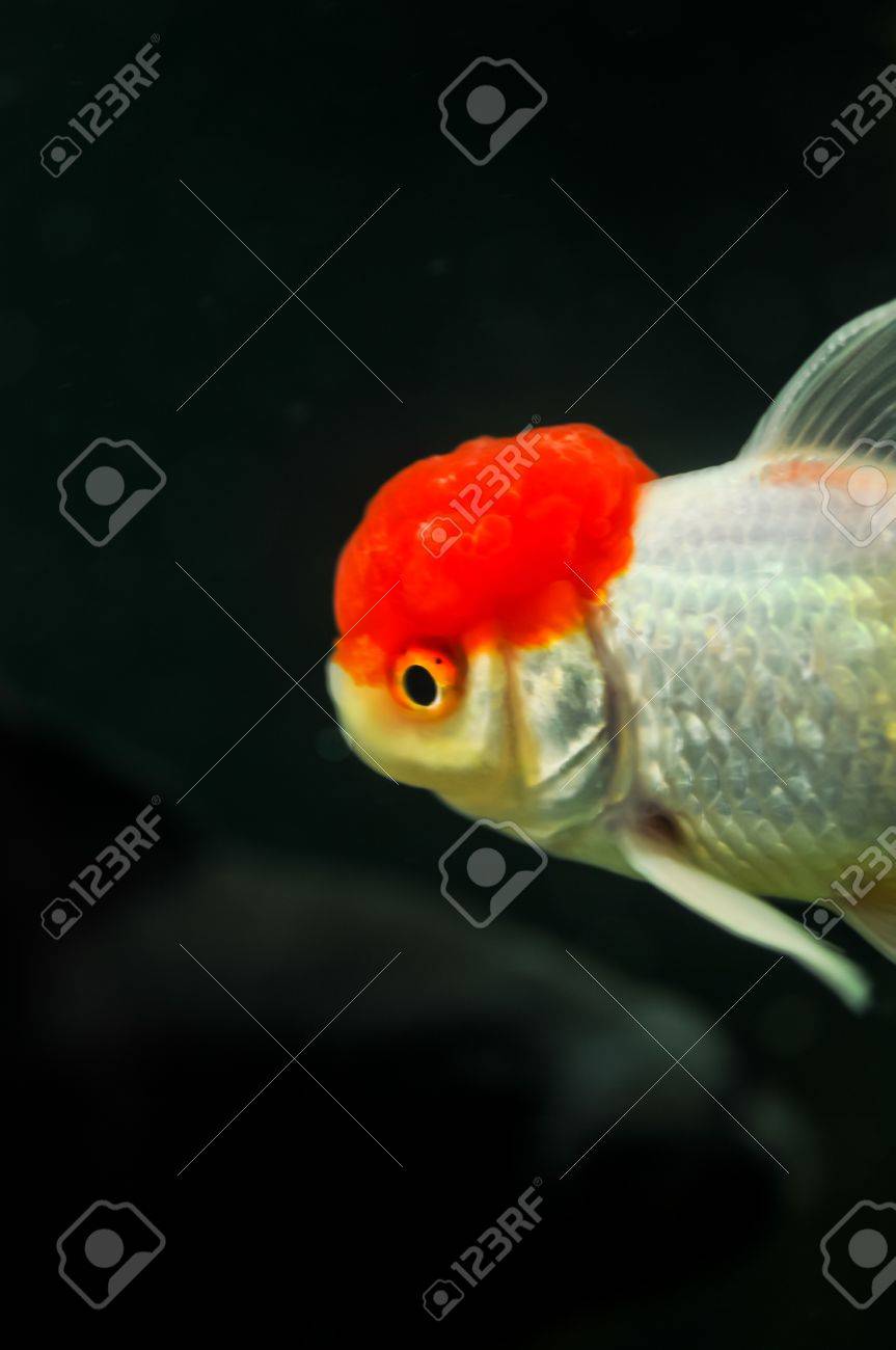 oranda fish tank