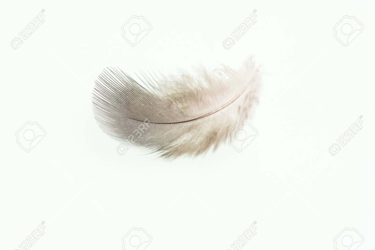 down feather