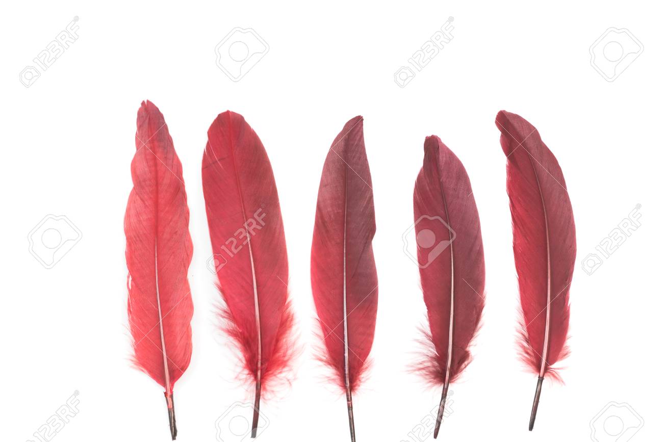 burgundy red feathers on a white background stock photo picture and burgundy and white background
