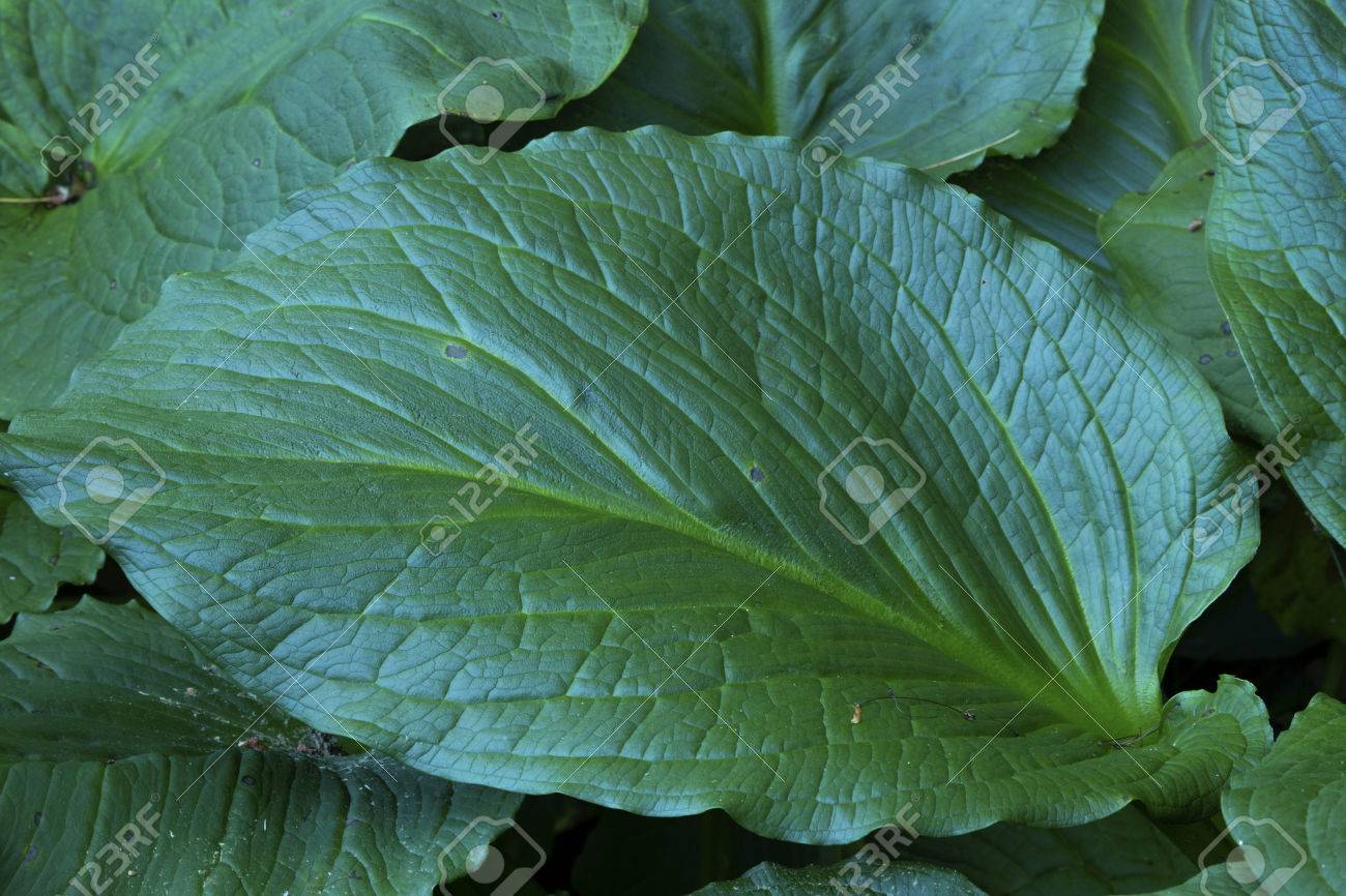 チャット中空 Killingworth コネチカット州の湿地で水芭蕉の単一 大きい 暗い緑葉 の写真素材 画像素材 Image