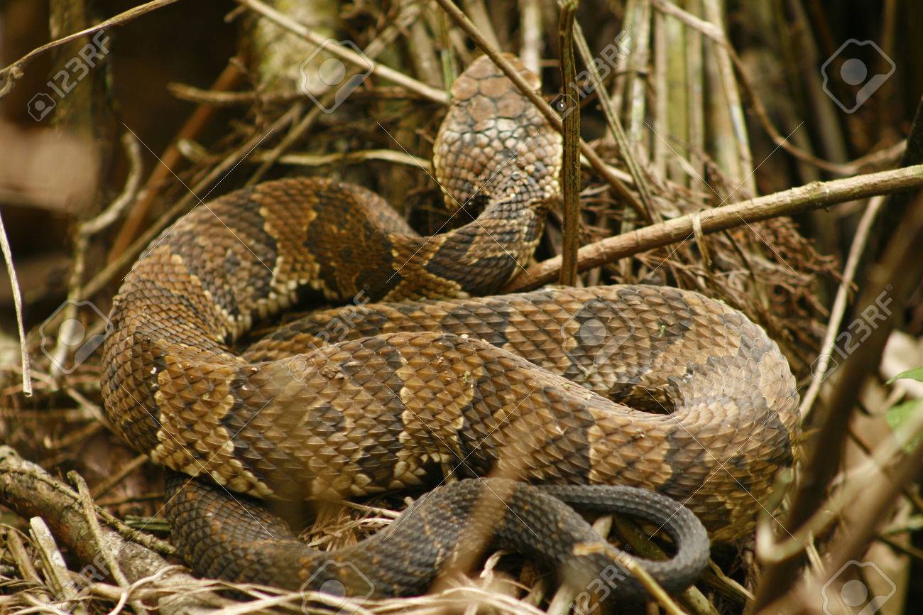 Ein Wassermokassin Auch Als Cottonmouth Bekannt Schlange In Einem Sumpf In Sud Florida Es Ist Eine Grubenviper Mit Sehr Giftigem Gift Der Wissenschaftliche Name Ist Agkistrodon Piscivorous Lizenzfreie Fotos Bilder Und Stock Fotografie