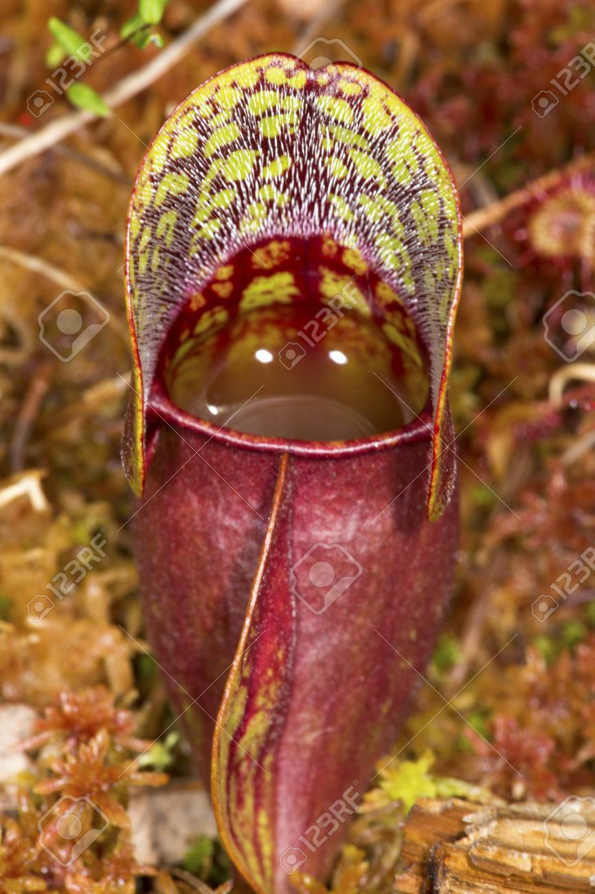 投手食虫植物 サラセニア茎 葉のみ 消化液で満たされ ニュー ロンドン ニューハンプシャー フィルブリック Cricenti 湿原のミズゴケで栽培の血赤葉のクローズ アップ の写真素材 画像素材 Image 投手食虫植物 サラセニア茎 葉のみ 消化液で満たされ ニュー ロンドン ニューハンプシャー フィルブリック Cricenti 湿原のミズゴケで栽培の血赤葉のクローズ アップ の写真素材 画像素材 Image