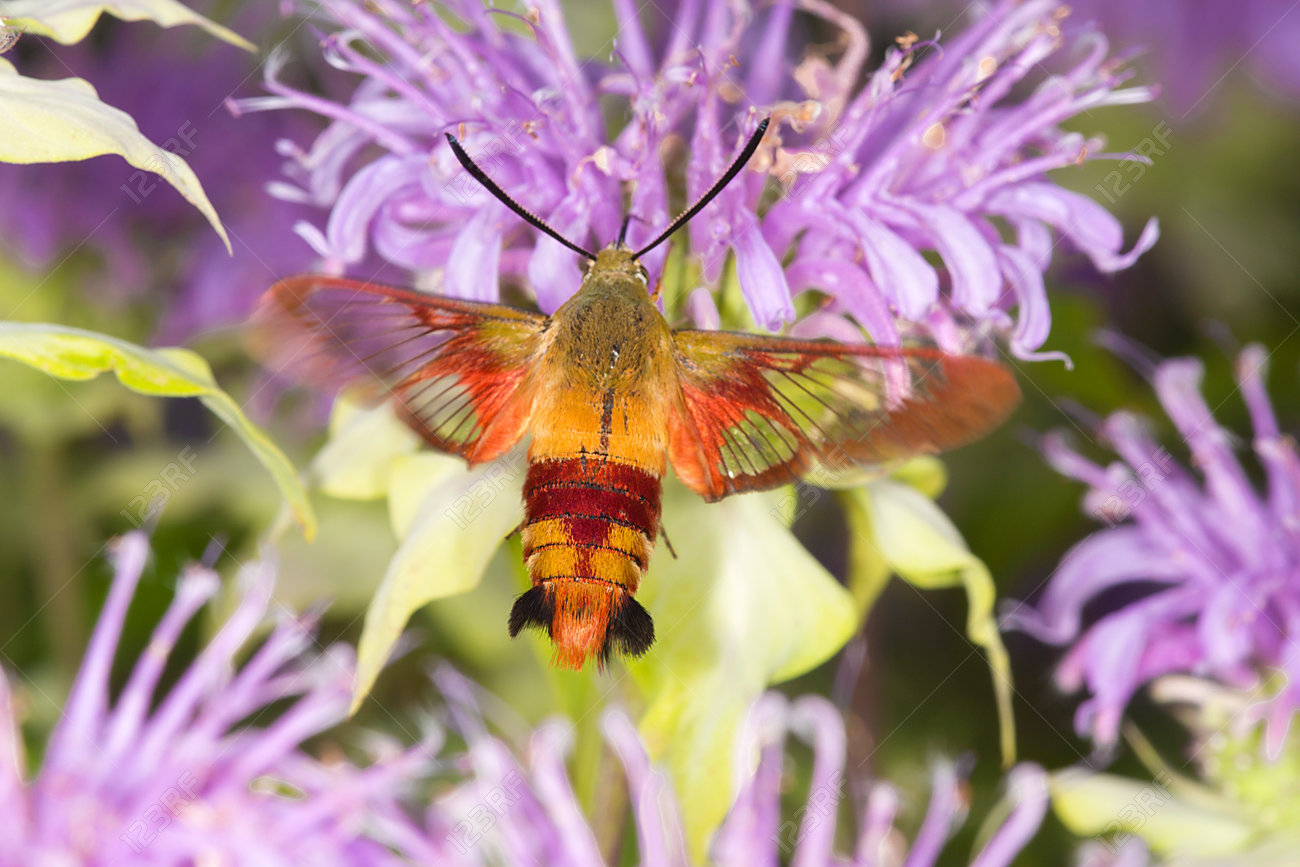 ハチドリ蛾 Hemaris Thysbe スズメガ は 紫のベルガモットの花 ヴァーノン コネチカット州のベルディング ワイルド ライフ マネジメント エリアでの Mondarda Fistulosa の花の蜜を採餌しながらフライトでキャッチ の写真素材 画像素材 Image
