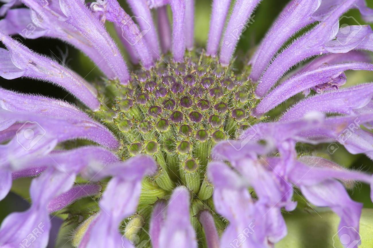 野生のベルガモット ヤグルマハッカ Fistulosa ヴァーノン コネチカット州のベルディング ワイルド ライフ マネジメント エリアでのラベンダーの花のクローズ アップ の写真素材 画像素材 Image 野生のベルガモット ヤグルマハッカ Fistulosa ヴァーノン コネチカット州のベルディング ワイルド ライフ マネジメント エリアでのラベンダーの花のクローズ アップ の写真素材 画像素材 Image