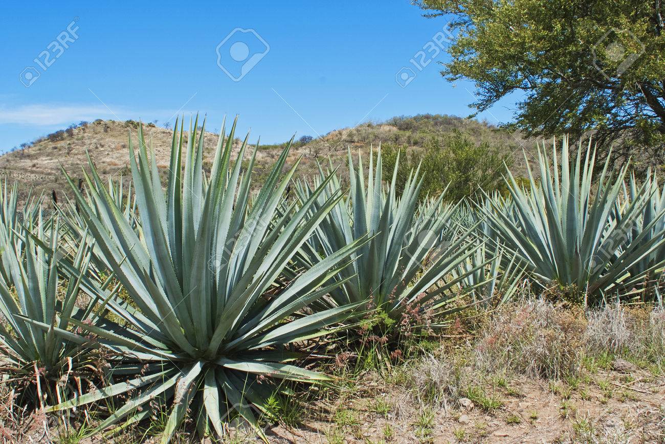 グアダラハラ ハリスコ州 メキシコにリュウゼツラン テキーラの景観 の写真素材 画像素材 Image