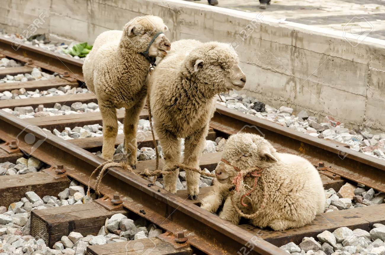 etiam-dictum-ipsum-a-felis