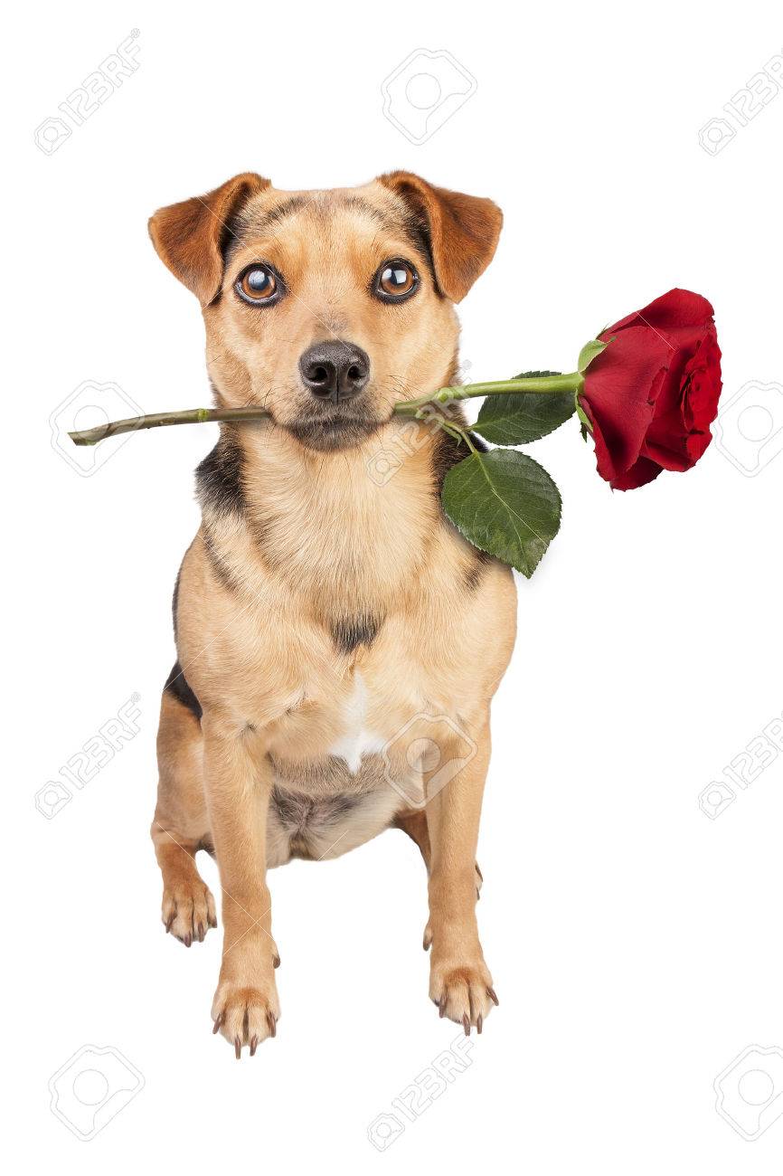 犬が分離された赤いバラをくわえています の写真素材 画像素材 Image 犬が分離された赤いバラをくわえています の写真素材 画像素材 Image