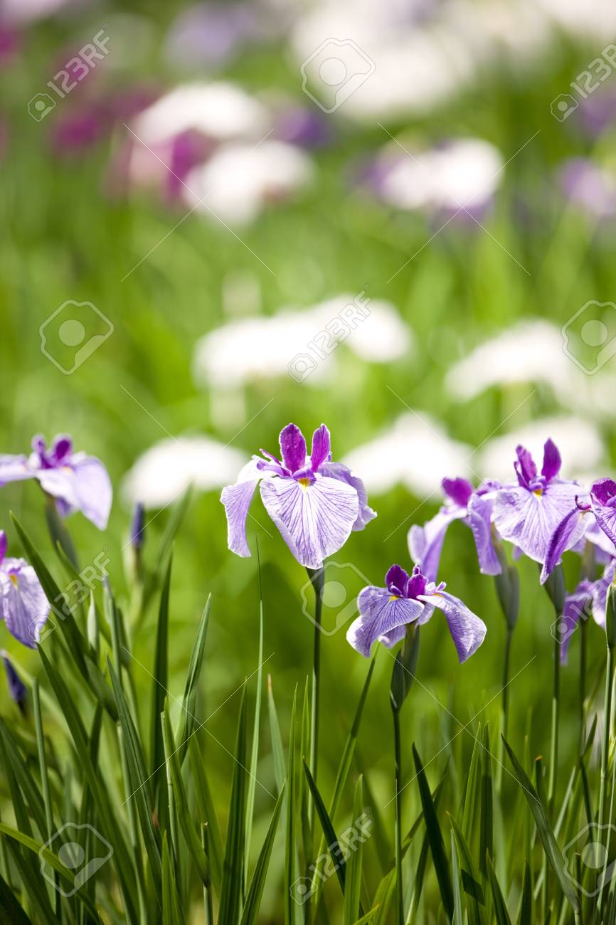 etiam-dictum-ipsum-a-felis