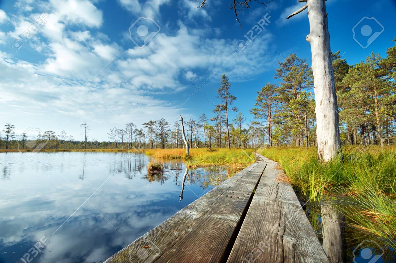 絵画、油絵、F15号、初夏ののエストニア、ラヘマー国立公園、佐原聖春 20190703040808_419068168_11147