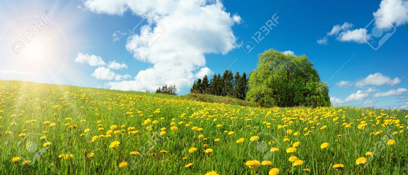 Field with dandelions and blue sky - 70203873 Field with dandelions and blue sky - 70203873