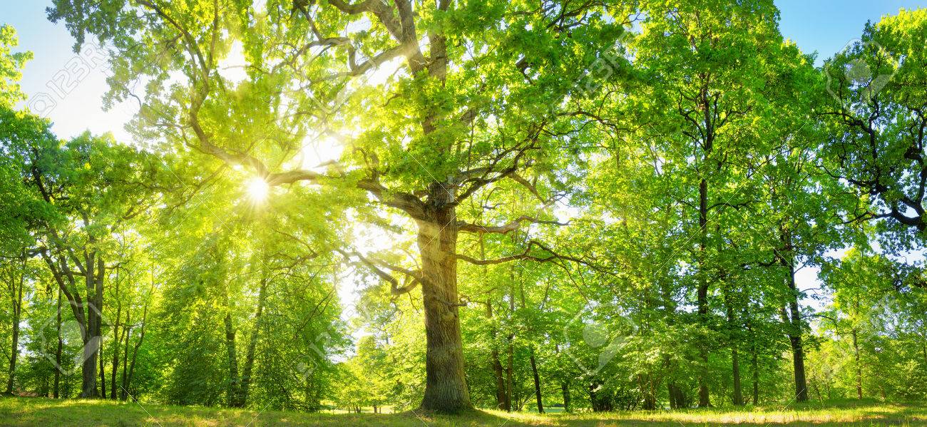 朝の光のツリーの葉 の写真素材 画像素材 Image