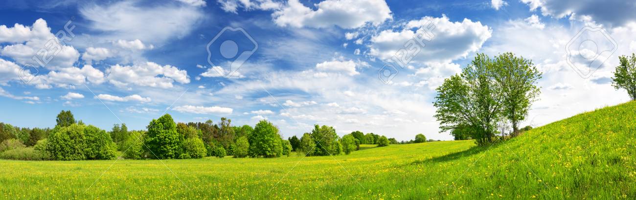Field with dandelions and blue sky - 118718229 Field with dandelions and blue sky - 118718229