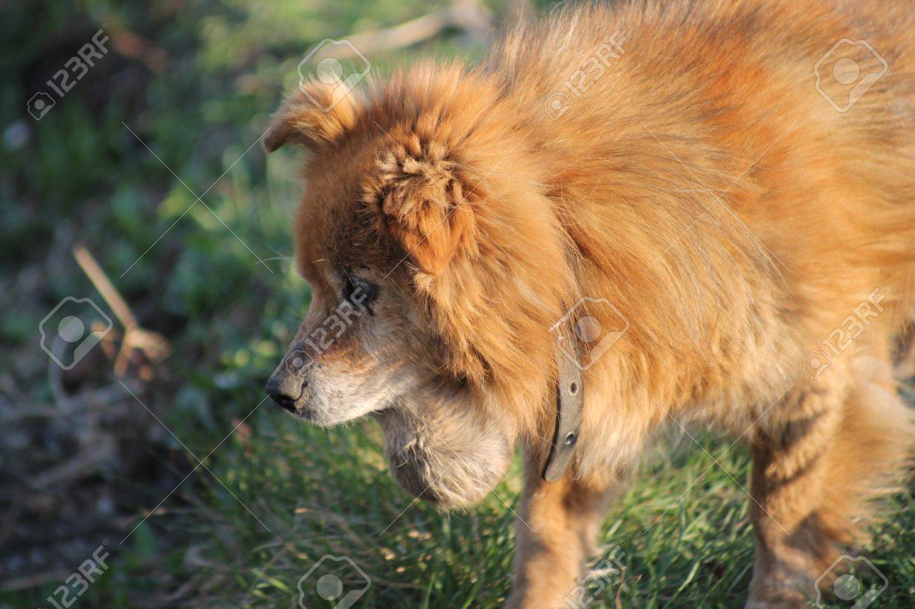 Chien Batard Est Malade Kyste Salivaire Sur Le Menton Banque D Images Et Photos Libres De Droits Image