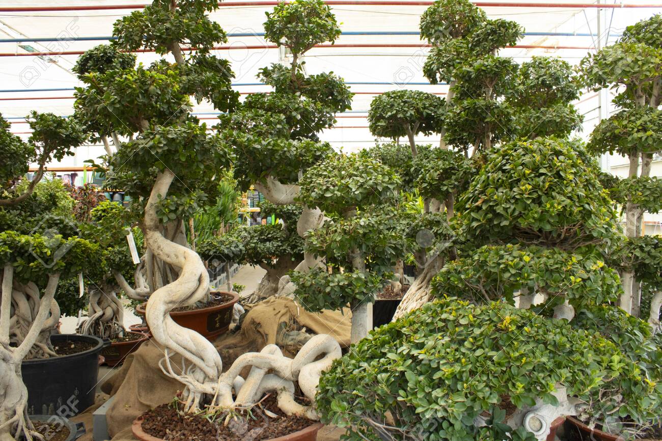 Large Bonsai Tree In Flowerpot In The Garden Market Green Leafy Stock Photo Picture And Royalty Free Image Image 141149769