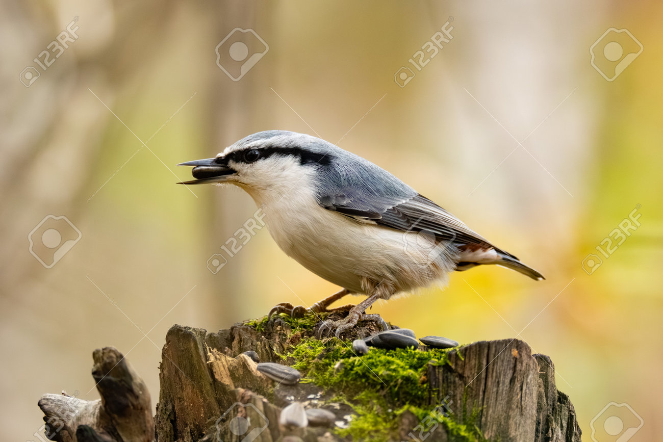 etiam-dictum-ipsum-a-felis